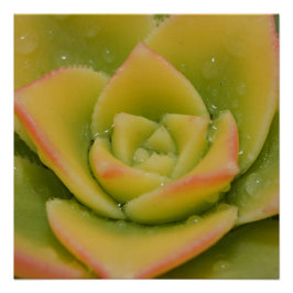Smaragdblomning: Naturens flytande juvel Perfect Poster