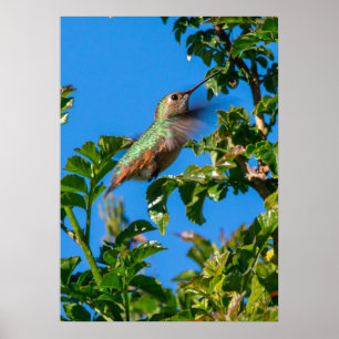 Smaragdglans: Kolibri i rörelse Poster