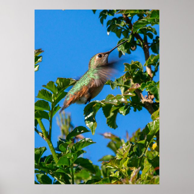 Smaragdglans: Kolibri i rörelse Poster (Framsidan)