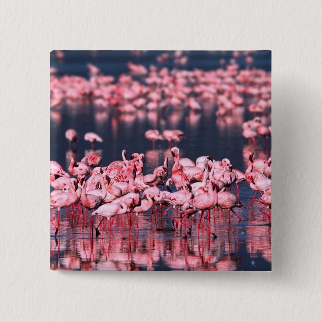 Smärre flamingor (Phoeniconaias minor), Afrika, Knapp (Framsida)