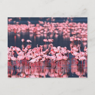 Smärre flamingos (Phoeniconaias minor), Afrika, Vykort