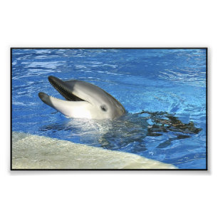 Smart delfin fototryck