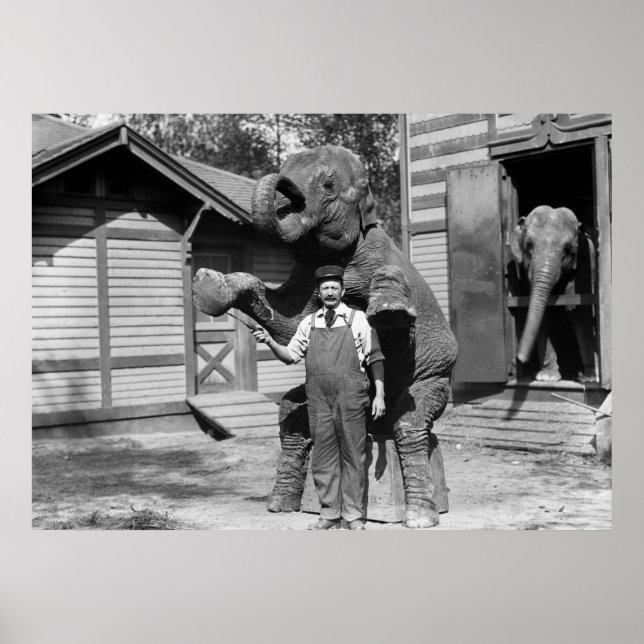 Smart Elephant Trick, 1910s Poster (Framsidan)
