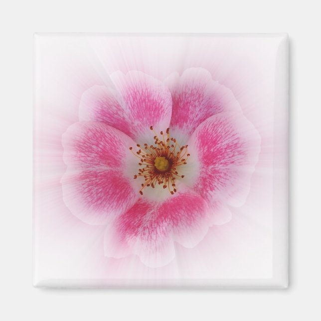 smart rosa-blomma magnet (Framsidan)