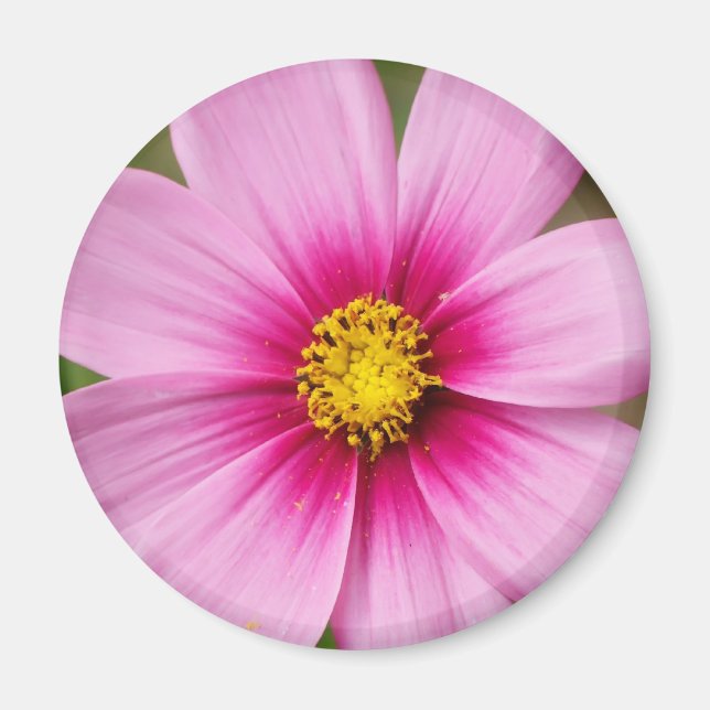 smart rosa daisy magnet (Framsidan)
