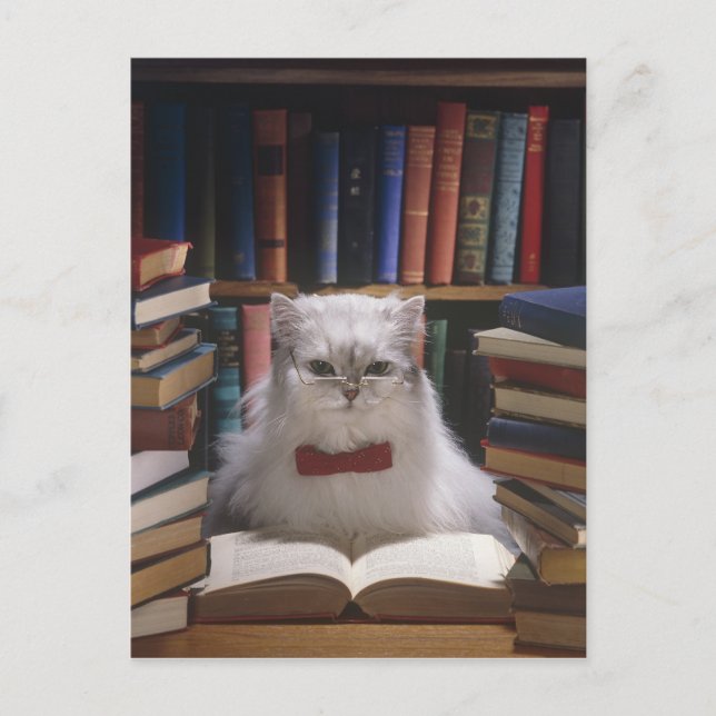 Smart studenten-katt meddelande vykort (Framsida)