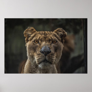 SMÄRTA FOKFOTOFOTO UNDER DAGEN POSTER