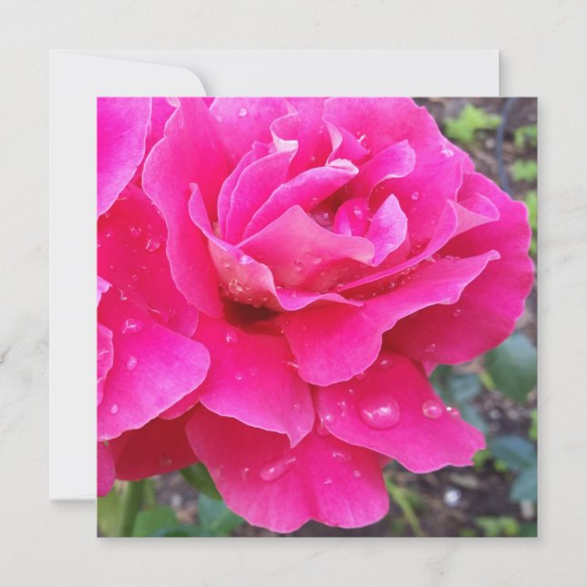 Smärta på petaler (Framsida)