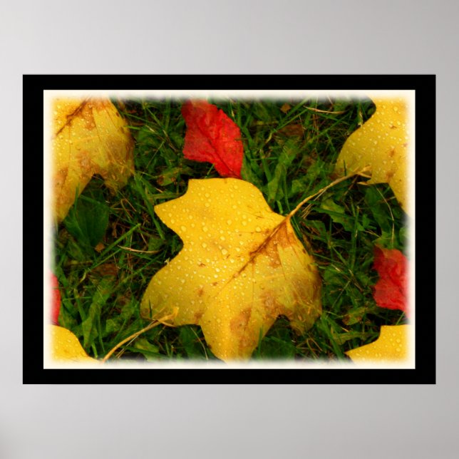 Smärtdroppar Höst löv Poster (Framsidan)
