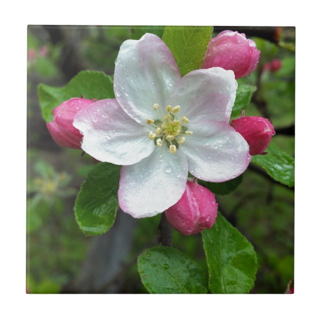 Smärtdroppar på små blommor kakelplatta (Framsidan)