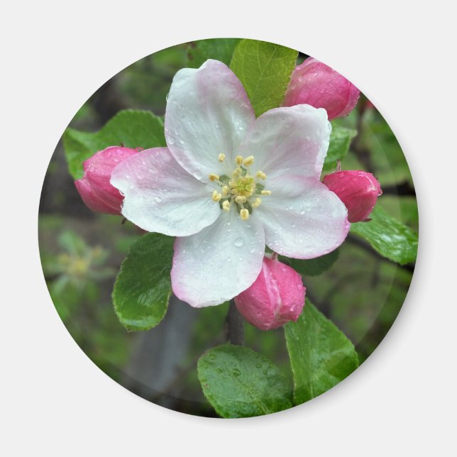 Smärtdroppar på små blommor magnet (Framsidan)