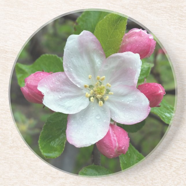 Smärtdroppar på små blommor underlägg sandsten (Framsidan)
