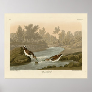 Småsandpiper från Audubon's Birds of America Poster