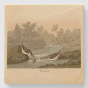Småsandpiper från Audubon's Birds of America Stenunderlägg