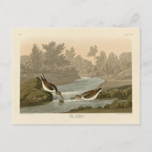 Småsandpiper från Audubon's Birds of America Vykort