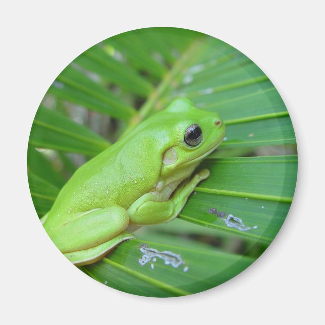 Småskalig Grönt groda Magnet (Framsidan)