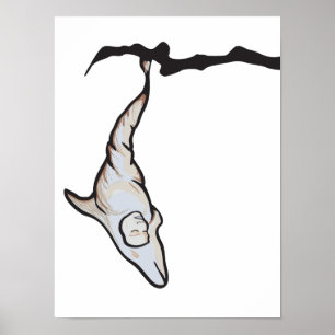 Småskallig delfinkokos poster