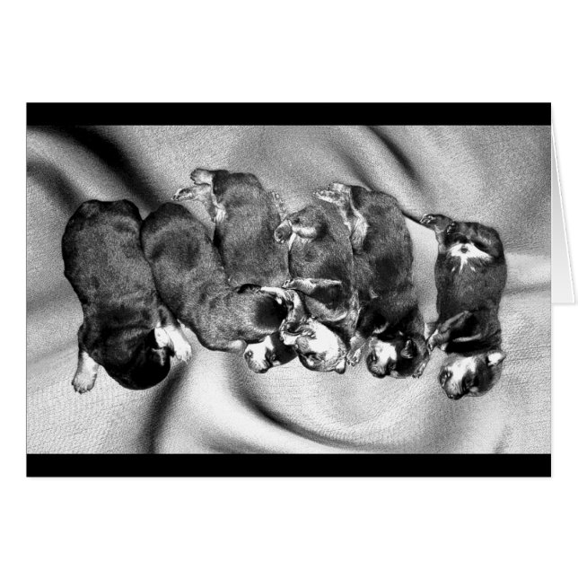 Småskalliga valpar hälsningskort (Framsidan Horizontal)