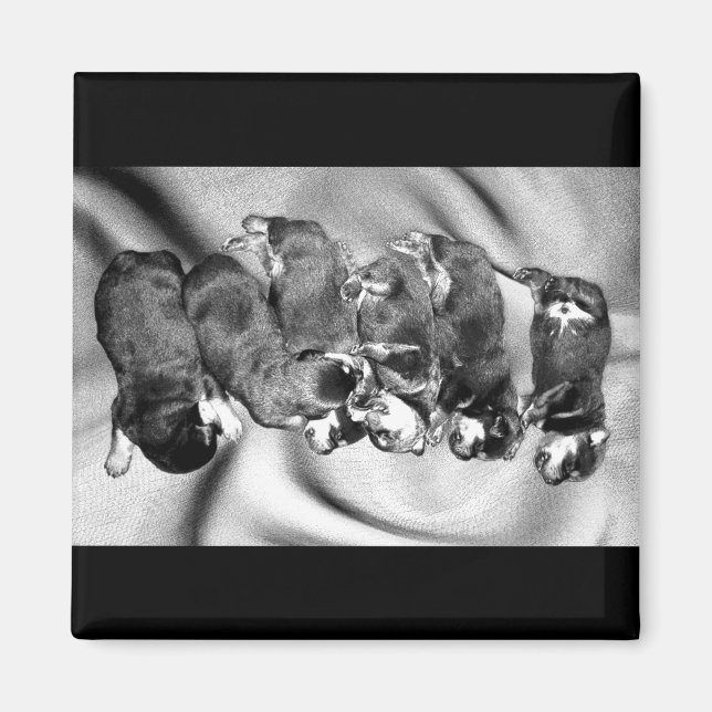 Småskalliga valpar magnet (Framsidan)