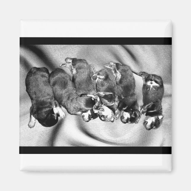 Småskalliga valpar magnet (Framsidan)