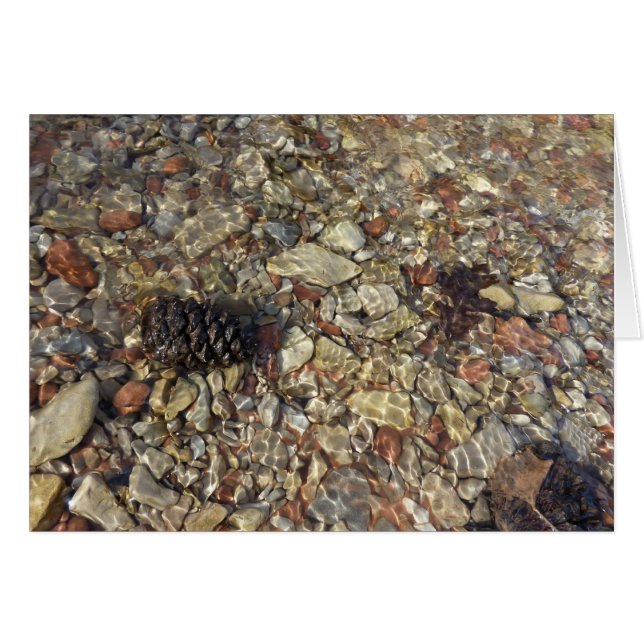 Småstarna i Taylor Bäck Nature Photography OBS Kort (Framsidan Horizontal)