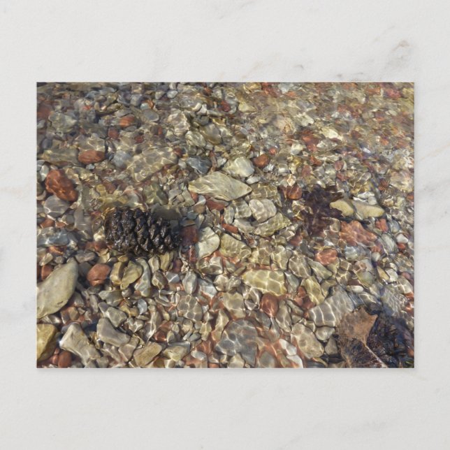 Småstarna i Taylor Bäck Nature Photography Vykort (Framsida)