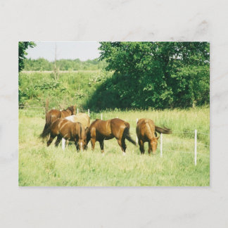 Småstenar, Dam, Socker, Limited, och Gump vykort