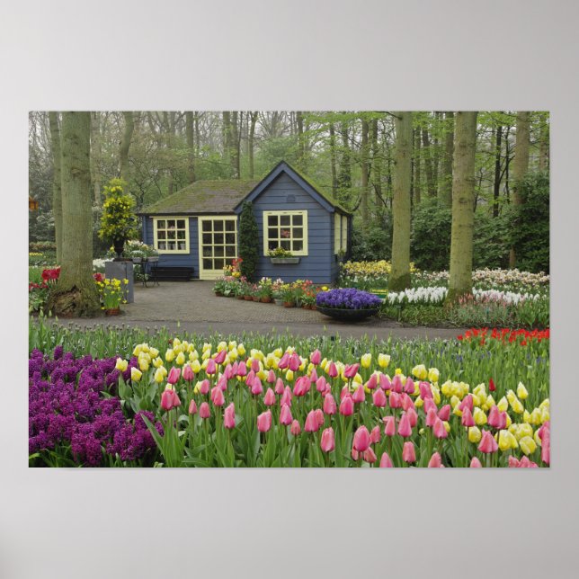 Småstugsblomma, Keukenhof Gardens. Poster (Framsidan)