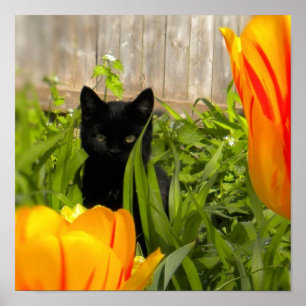 Småsvart kattunge i Tulip-trädgården Poster
