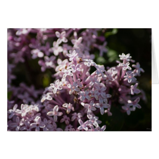 Smell that Lilac OBS Kort (Framsidan Horizontal)