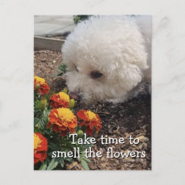 Smell the Flowers Vykort