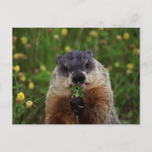 Smelling Vår Groundhog Vykort