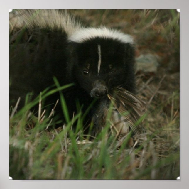 Smelly Skunk Poster (Framsidan)