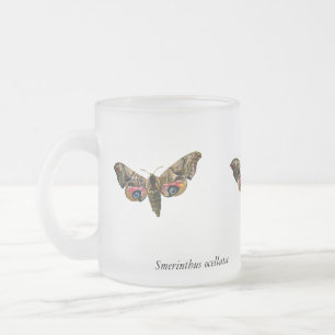 Smerinthus ocellata - Eyed Hawk-Moth - Färgbild Frostad Glasmugg