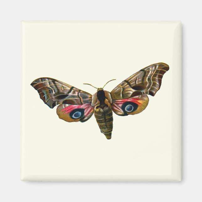 Smerinthus ocellata - Eyed Hawk-Moth - Färgbild Magnet (Framsidan)