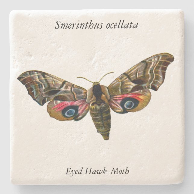 Smerinthus ocellata - Eyed Hawk-Moth - Färgbild Stenunderlägg (Framsidan)