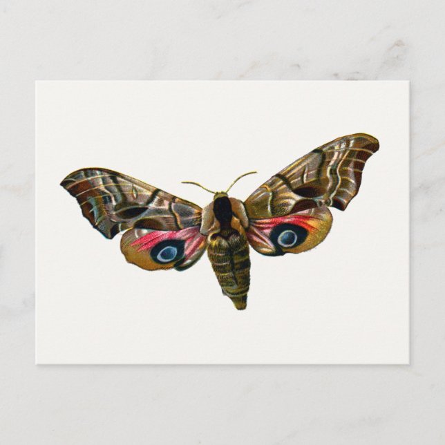 Smerinthus ocellata - Eyed Hawk-Moth - Färgbild Vykort (Framsida)