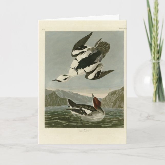 Smew eller White Nun från Audubon's Birds of Ameri Kort (Framsida)