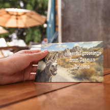 Smilande åsna, Oatman Arizona