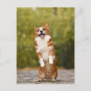 Smilande Corgi Photo Postcard Vykort