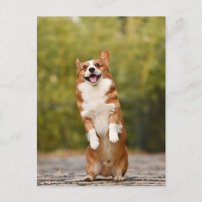 Smilande Corgi Photo Postcard Vykort (Framsida)