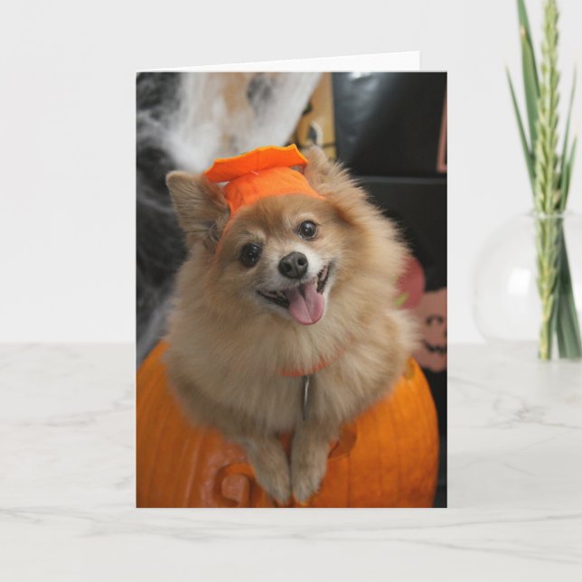 Smilande Foxy Pommanian Puppy i Pumpkin Halloween Kort (Framsida)
