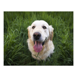 Smilande Golden Retriever Fototryck