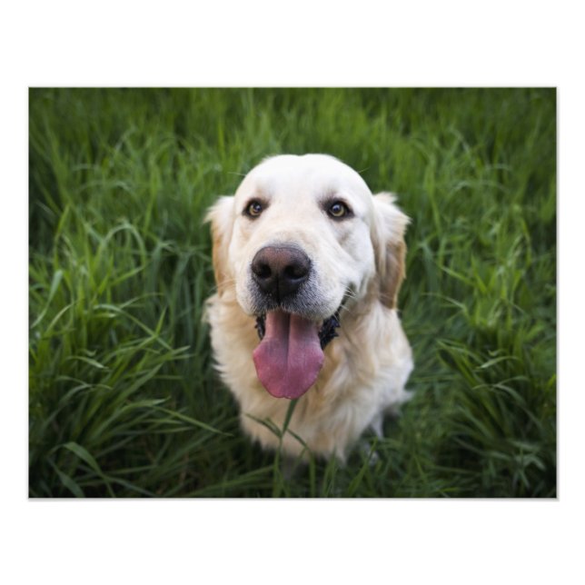 Smilande Golden Retriever Fototryck (Framsidan)