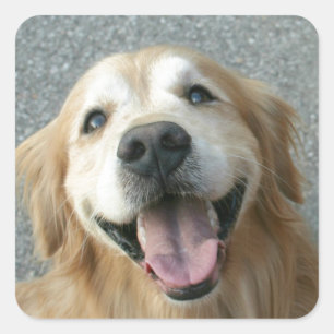 Smilande Golden Retriever Fyrkantigt Klistermärke
