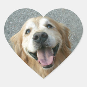 Smilande Golden Retriever Hjärtformat Klistermärke