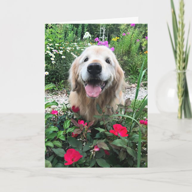Smilande Golden Retriever Hund bland Blank Kort (Framsida)