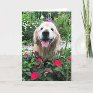 Smilande Golden Retriever Hund bland Blank Kort