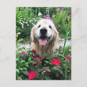 Smilande Golden Retriever Hund bland Blank Vykort