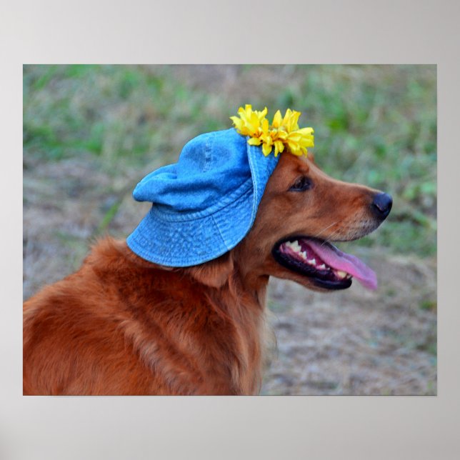 Smilande Golden Retriever i Hat Poster (Framsidan)